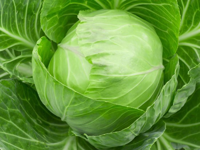 Cabbage ayurvedic supplements for weight loss