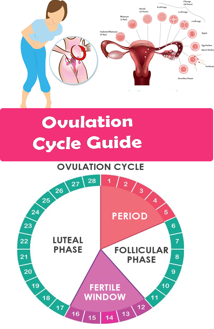 Stages Of Ovulation Cycle