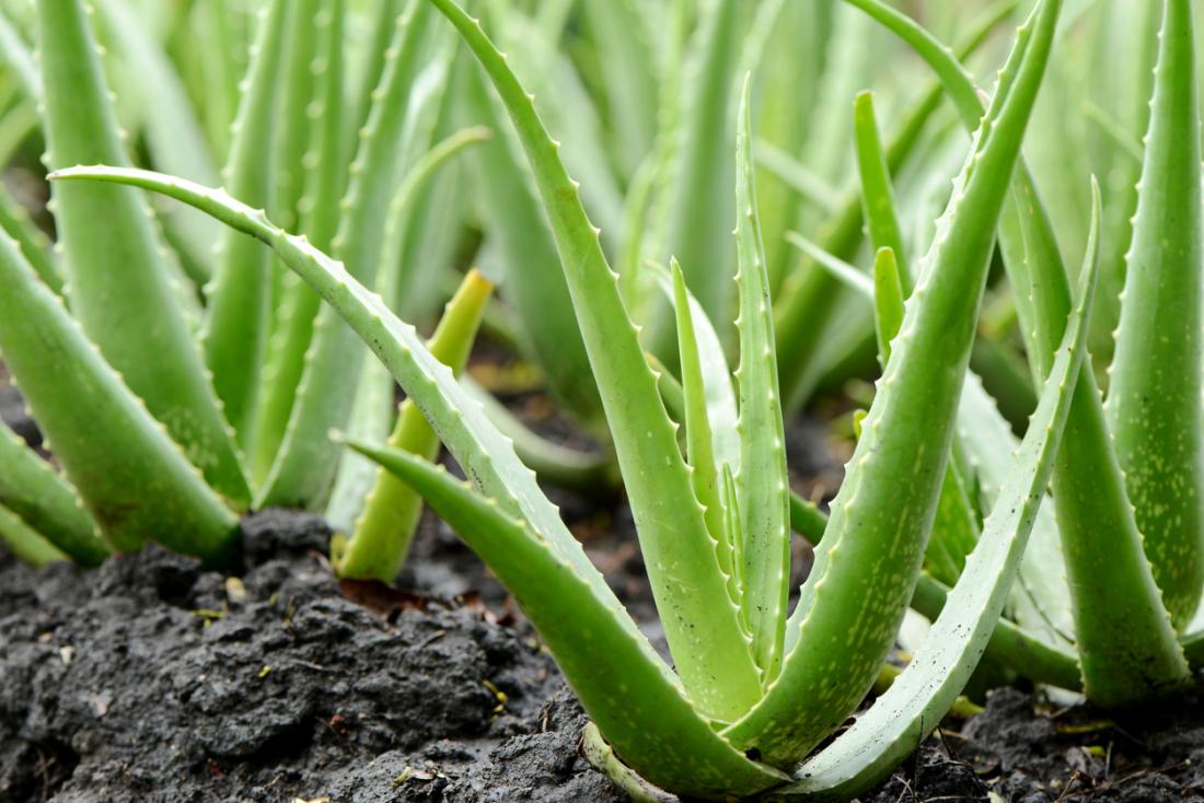 aloe vera - remove tan from arms instantly