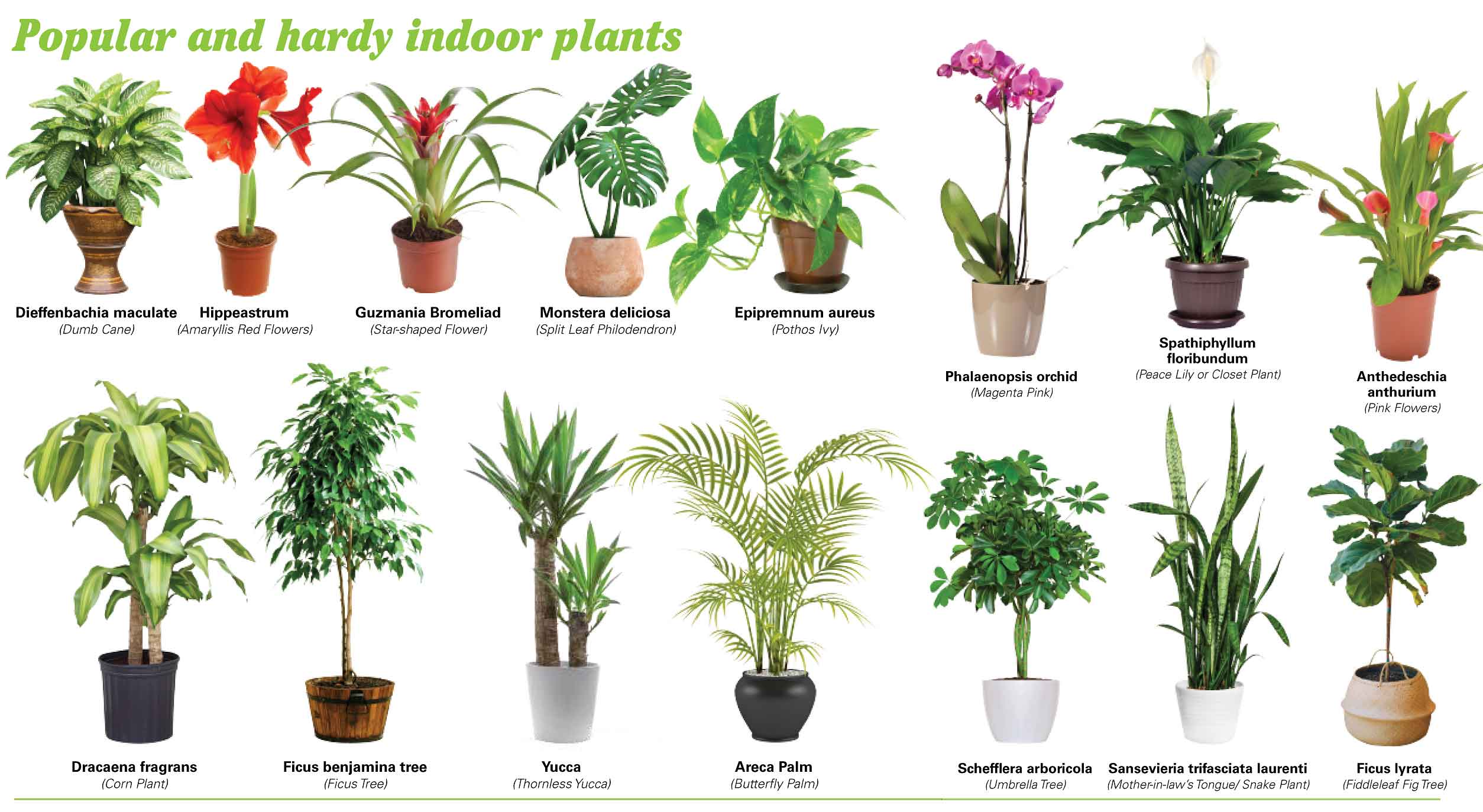 Indoor Plants Pictures And Names - Houseplants Types Smelling ...