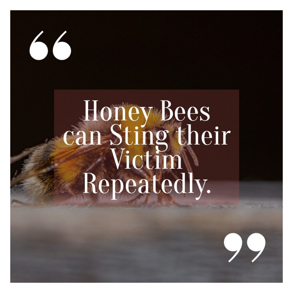 honey bee sting remedy