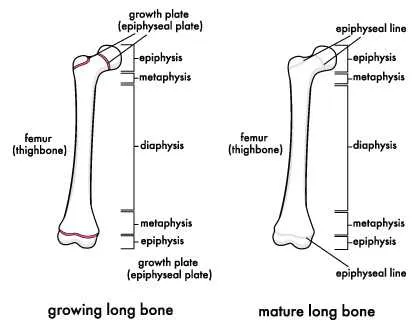 Growth Plates – The Guide to Know, If You Can Grow More or Not?