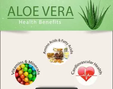 Benefits of Aloe Vera Juice for Hair 1 aloevera juice for hair