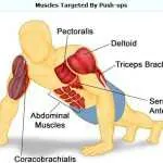 push ups muscles