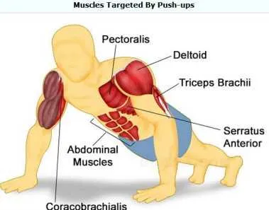 push ups muscles