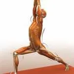 virabhadrasana i warrior i pose