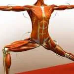 virabhadrasana ii warrior ii pose