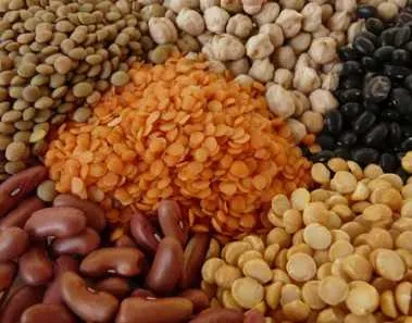 Vegetarian Protein Sources