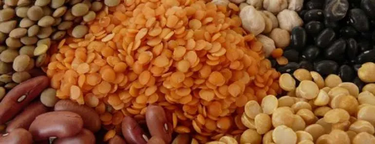 Vegetarian Protein Sources