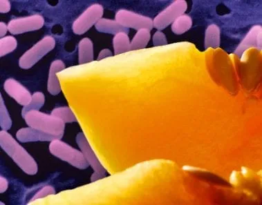listeria vegetable