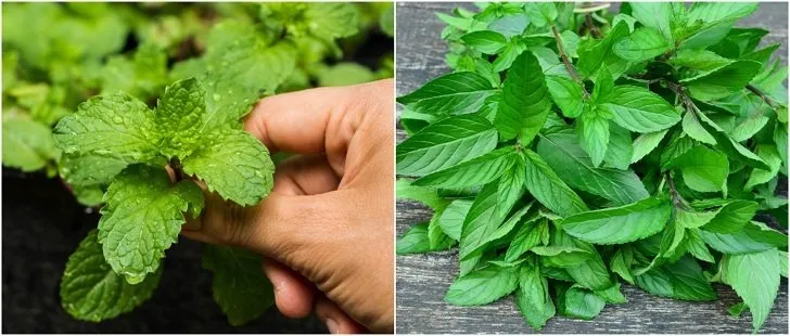 mint leaves use mint leaves use