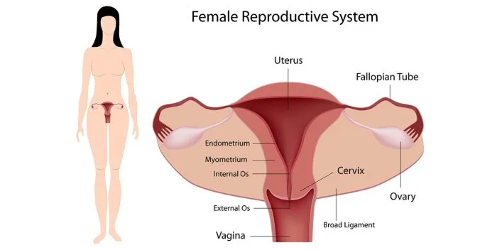 Vaginal Tightening Creams: An Alternative to Vaginoplasty!