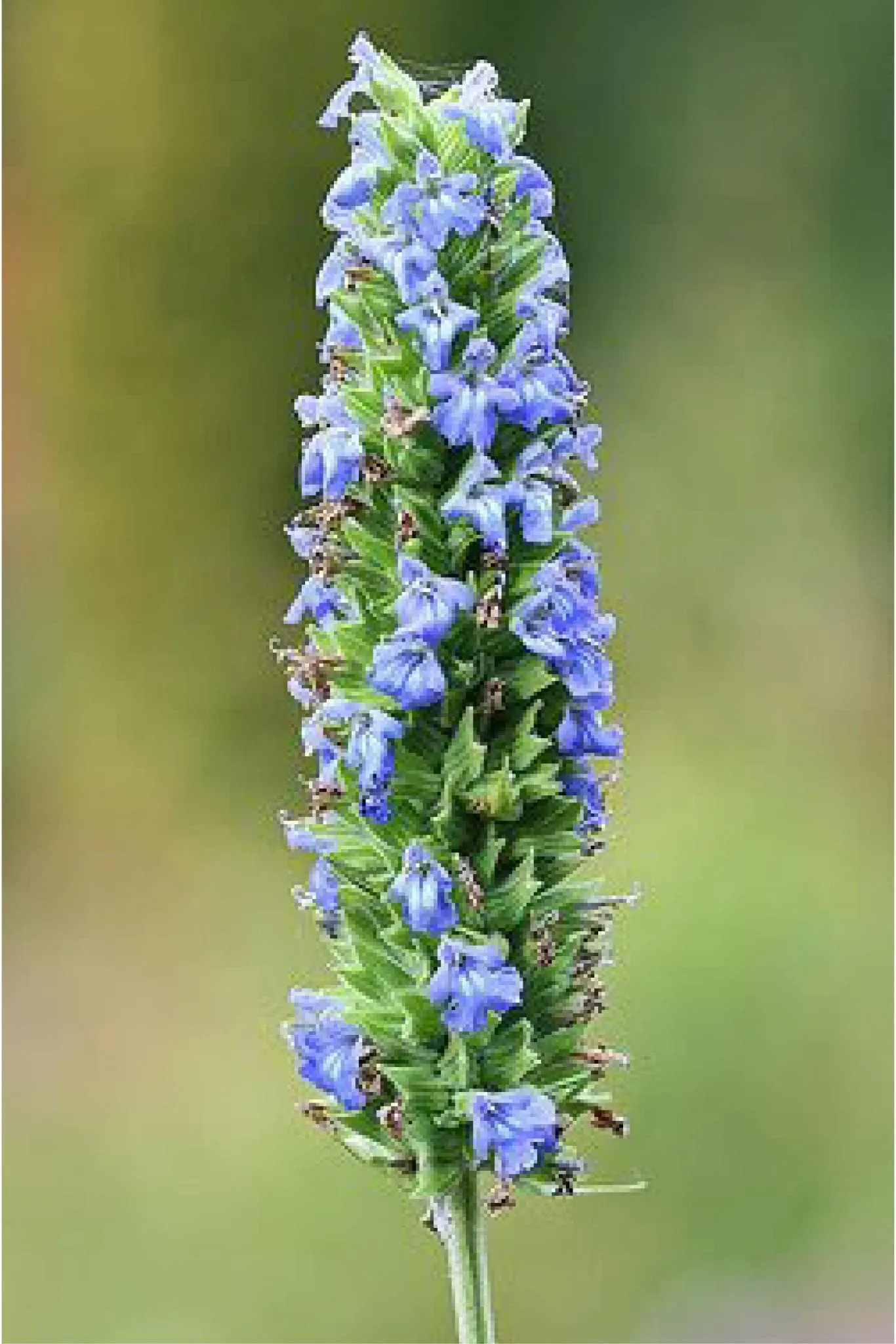 Chia Seeds Chia Seeds