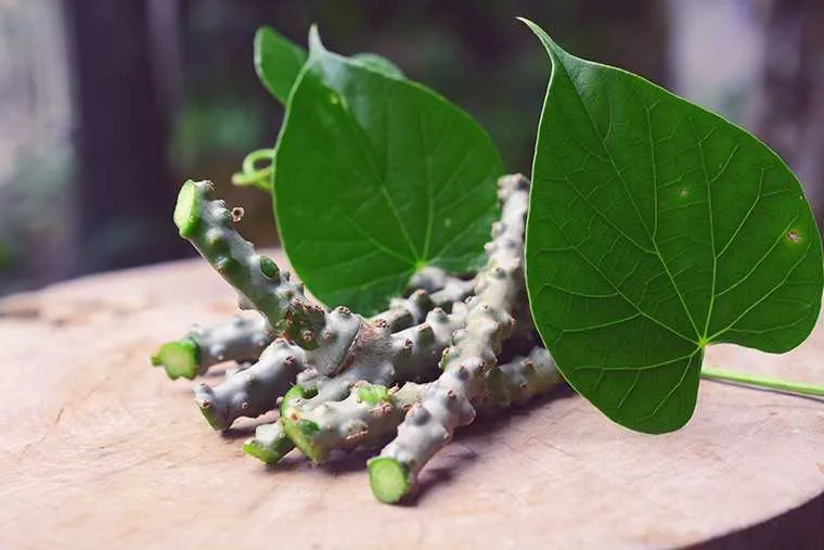 5 Ways to Boost Immune System by Fittuber 2 Giloy benefits