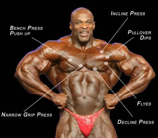 Ronnie Coleman Bodybuilding