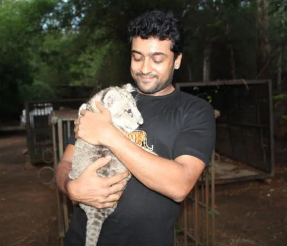 Surya posing for camera with a tiger cub Surya posing for camera with a tiger cub - south Indian actors without makeup