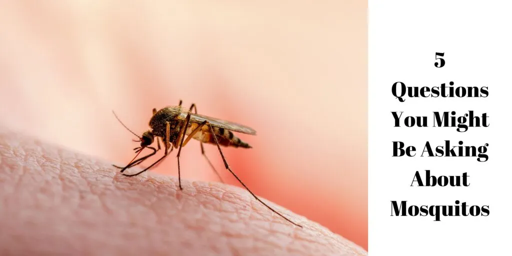 5 Questions You Might Be Asking About Mosquitos